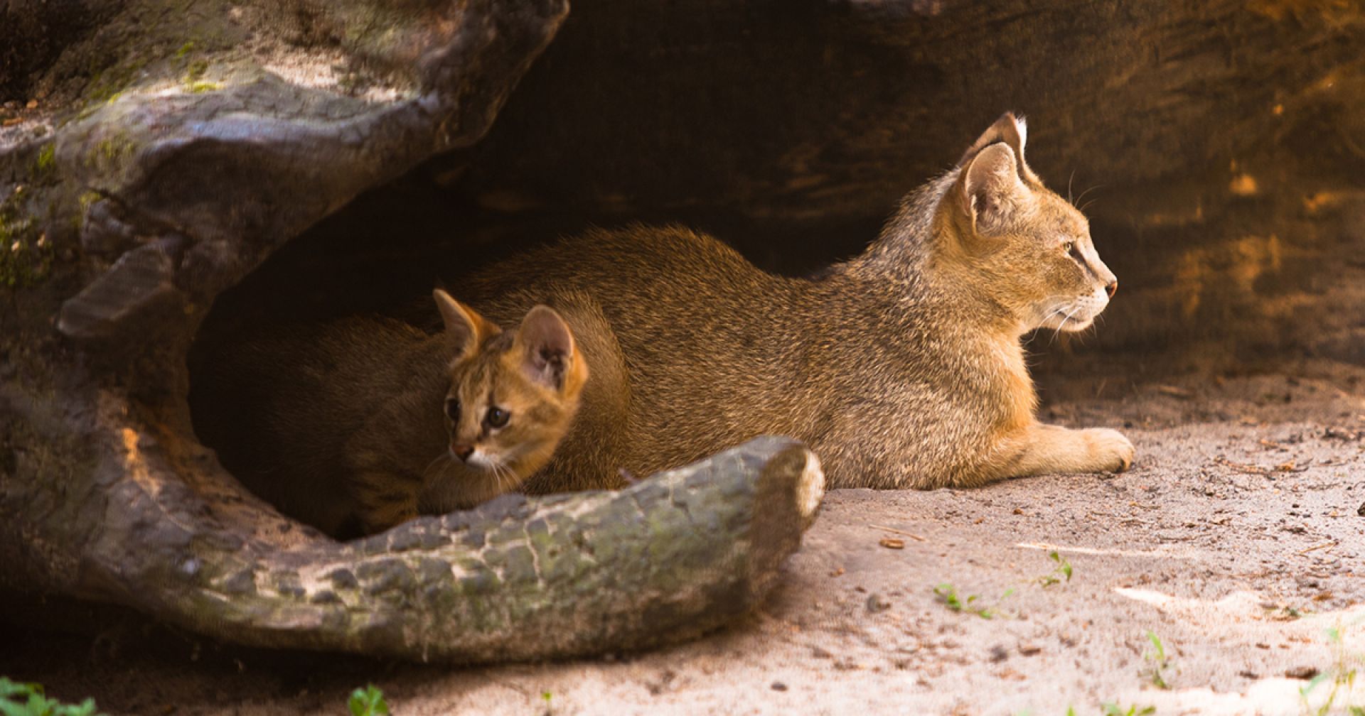 Камышовый кот Новосибирский зоопарк